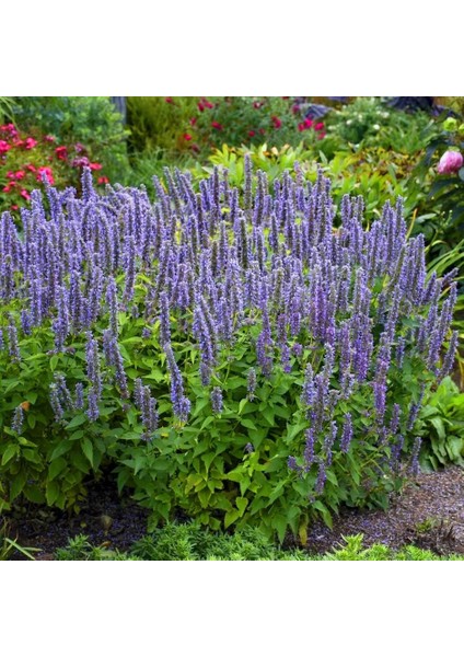 Japon Nanesi Tohumu Japanese Mint Seeds Agastache