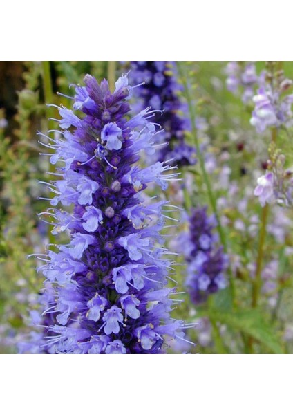 Japon Nanesi Tohumu Japanese Mint Seeds Agastache