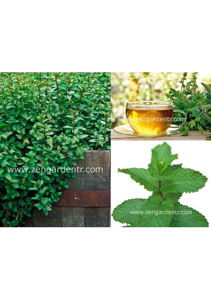 Peppermint Ingiliz Nanesi Tohumu Mentha Piperita