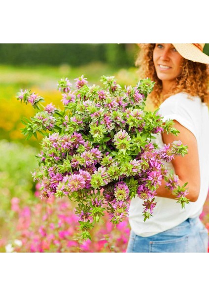 Monarda Citriodora Limon Nanesi Tohumu Sivrisinek Kovucu