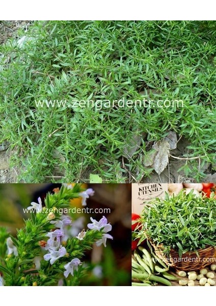 Zahter Tohumu Kekik Otu Kış Zahteri Winter Savory
