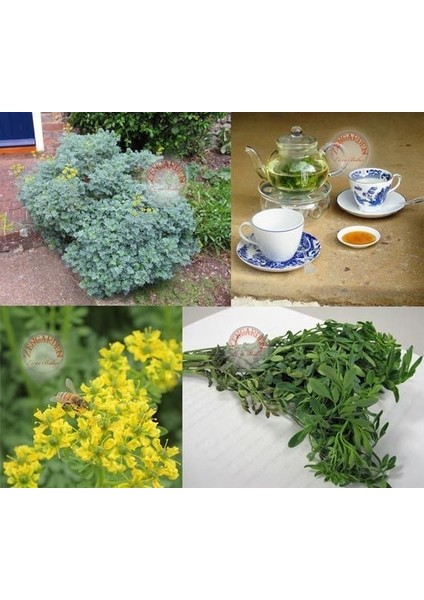 Sedefotu Tohumu Rue Ruta Graveolens