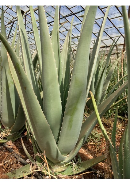 Aloe Vera Bitkisi-Jel İçin 30-40 Cm, Tıbbi Sarısabır