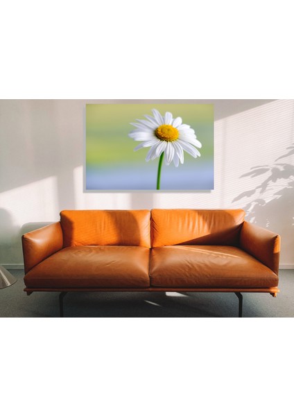 Beyaz Papatya 30X40 Kanvas Tablo