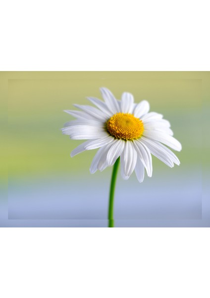 Beyaz Papatya 30X40 Kanvas Tablo fiyatları