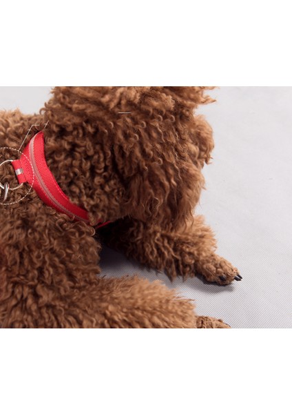 Köpek Işık Yaka (Yurt Dışından)