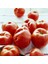 Geleneksel Bostan Domatesi Tohumu Homestead Tomato Heirloom 4