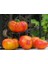 Atalık Alman Domatesi Tohumu Sırık Tip 650-850 Gram 3