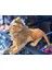Sesli Kükreyen Aslan Peluş 30 cm 2