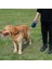 Köpek Ipi Naylon Otomatik Geri Çekilebilir Çekme Halatı-8m (50KG)-MAVI (Yurt Dışından) 5