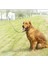 1pcs Pet Köpük Saplı Köpek ÇEKIŞ-15M*2CM Yeşil (Yurt Dışından) 3