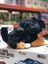 Sevimli Sesli Peluş Havlayan Köpek 35 cm 2