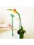 10 Adet Bitki Şekli Braketi/yatma Önleyici Phalaenopsis Çiçek Destekleri/bahçe Için Tek Kök Çalı Tutucu (Yurt Dışından) 4