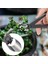 Bonsai Şube Kesici Meyve Ağacı Saksı Peyzaj Modelleme Aracı Bahçe Makası Makas (Yurt Dışından) 3