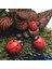 10 Adet Yeni Asılı Dekoratif Ladybirds Bahçe Duvar Süsleme Ev Açık Jing (Yurt Dışından) 1