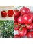 Karaorman Domates Tohumu Geleneksel Eva Purple Ball Tomato 5