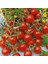 Kiraz Salkım Domates Tohumu Geleneksel Sweetie Tomato 2