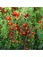 Kiraz Salkım Domates Tohumu Geleneksel Sweetie Tomato 3