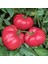Dev Ponderosa Pembe Domates Tohumu Ince Kabuklu Ponderosa Pink Beefsteak Heirloom Tomato 1