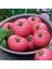 Dev Ponderosa Pembe Domates Tohumu Ince Kabuklu Ponderosa Pink Beefsteak Heirloom Tomato 3