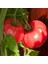Dev Ponderosa Pembe Domates Tohumu Ince Kabuklu Ponderosa Pink Beefsteak Heirloom Tomato 4