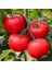 Florida Domates Tohumu Geleneksel Floridade Tomato 2