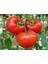 Florida Domates Tohumu Geleneksel Floridade Tomato 4