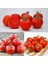 Manitoba Domates Tohumu Saksılık Iri Boy Geleneksel Manitoba Tomato 2