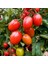 Roma Domates Tohumu Geleneksel Rome Tomato Heirloom Seeds 2