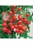 Gardeners Delight Domates Tohumu Kiraz Domates 1