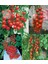 Gardeners Delight Domates Tohumu Kiraz Domates 2