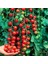 Ciliegia Salkım Domates Tohumu Geleneksel Kiraz Tipi Ciliegia Tomato Seeds 1