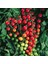 Ciliegia Salkım Domates Tohumu Geleneksel Kiraz Tipi Ciliegia Tomato Seeds 3