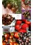Kara Prens Domates Tohumu Geleneksel Black Prince Tomato Seeds 2