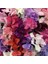 Spencer Lathyrus Odoratus Tohumu Kokulu Tatlı Bezelye Sarmaşık Sweetpea 1
