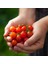 Geleneksel Mini Çeri Domates Tohumu Small Red Cherry 1