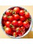 Geleneksel Mini Çeri Domates Tohumu Small Red Cherry 2