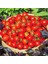 Geleneksel Mini Çeri Domates Tohumu Small Red Cherry 3