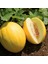 Sarı Kavun Tohumu Geleneksel Canary Melon Seeds Heirloom 2