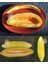 Muz Kavun Tohumu Melon Banana Seeds 3