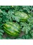 All Sweet Karpuz Tohumu Geleneksel All Sweet Heirloom Watermelon Seeds 4