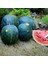 Moon And Stars Karpuz Tohumu Geleneksel Heirloom Watermelon Seeds 1