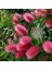 Eflatun Kalistemon Tohumu Fırça Çalısı Callistemon Violaceus 1