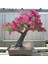 Eflatun Kalistemon Tohumu Fırça Çalısı Callistemon Violaceus 3