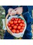 Tommy Toe Çeri Domates Tohumu Tomato Seeds 1