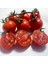Tommy Toe Çeri Domates Tohumu Tomato Seeds 2