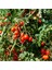 Tommy Toe Çeri Domates Tohumu Tomato Seeds 3