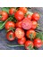 Tommy Toe Çeri Domates Tohumu Tomato Seeds 4
