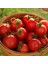 Tommy Toe Çeri Domates Tohumu Tomato Seeds 5