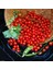 Minyatür Bezelye Domates Tohumu Geleneksel Sweet Pea Currant Tomato 1